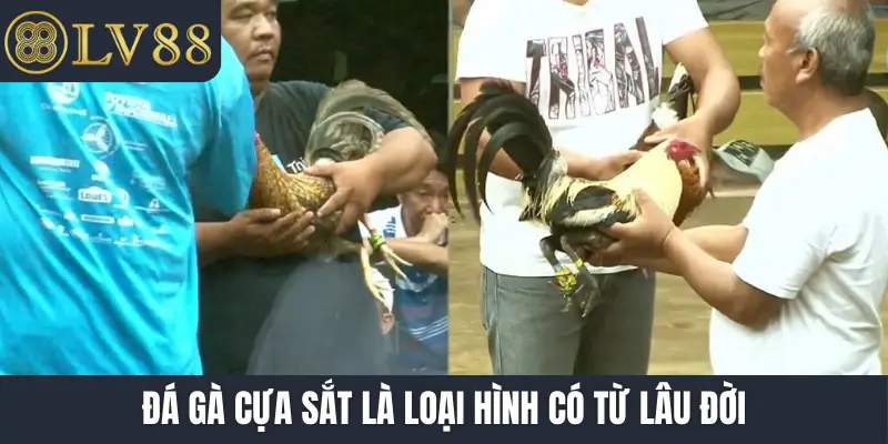 Đá gà cựa sắt là loại hình có từ lâu đời