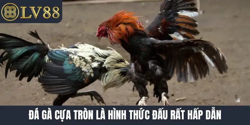 Đá gà cựa tròn là hình thức đấu rất hấp dẫn